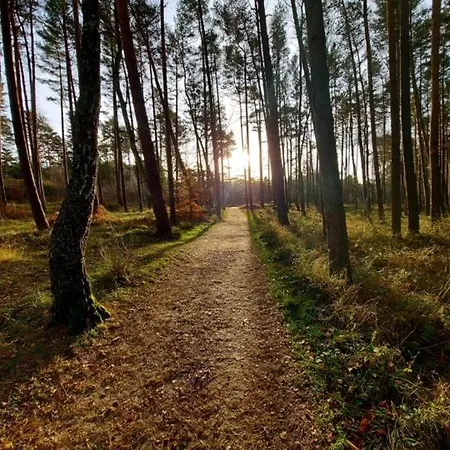 Sowi Kat - Z Baliami Oraz Tradycyjne * לוביאטובו