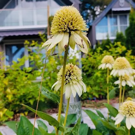 Sowi Kat - Z Baliami Oraz Tradycyjne לוביאטובו