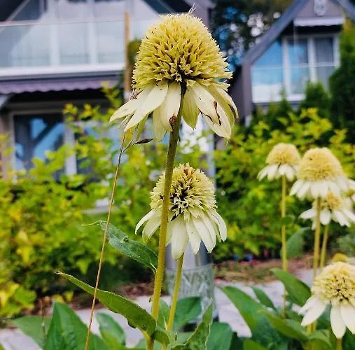 Sowi Kat - Z Baliami Oraz Tradycyjne 鲁比亚托沃